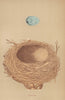 BRITISH BIRD EGGS & NESTS. Thrush. MORRIS 1896 old antique print picture