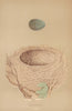 BRITISH BIRD EGGS & NESTS. Blackbird. MORRIS 1896 old antique print picture
