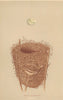BRITISH BIRD EGGS & NESTS. Reed warbler. MORRIS 1896 old antique print picture