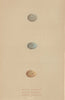 BRITISH BIRD EGGS. Rufous Warbler. Marsh Warbler. Barred Warbler. MORRIS 1896