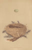 BRITISH BIRD EGGS & NESTS. Dartford Warbler. MORRIS 1896 old antique print
