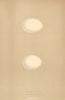 BRITISH BIRD EGGS. Wood Pigeon. Stock Dove. MORRIS 1896 old antique print