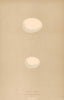 BRITISH BIRD EGGS. Rock Dove. Turtle Dove. MORRIS 1896 old antique print