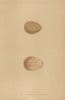 BRITISH BIRD EGGS. Partridge. Red-legged Partridge. MORRIS 1896 old print