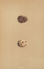 BRITISH BIRD EGGS. Quail. MORRIS 1896 old antique vintage print picture