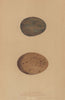 BRITISH BIRD EGGS. Little Bustard. Macqueen's Bustard. MORRIS 1896 old print