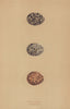 BRITISH BIRD EGGS. Pratincole. Courser. MORRIS 1896 old antique print picture