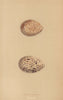 BRITISH BIRD EGGS. Great Plover. MORRIS 1896 old antique vintage print picture