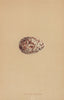 BRITISH BIRD EGGS. Golden Plover. MORRIS 1896 antique print picture