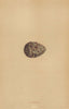 BRITISH BIRD EGGS. Dotterel. MORRIS 1896 old antique vintage print picture