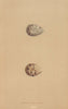 BRITISH BIRD EGGS. Ringed Dotterel. MORRIS 1896 old antique print picture