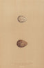 BRITISH BIRD EGGS. Little Ringed Dotterel. Kentish Dotterel. MORRIS 1896 print
