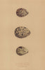BRITISH BIRD EGGS. Killdeer Plover. Sociable Plover. Sanderling. MORRIS 1896