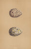 BRITISH BIRD EGGS. Oyster Catcher. MORRIS 1896 old antique print picture