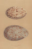 BRITISH BIRD EGGS. Numidian Crane. Crane. MORRIS 1896 old antique print