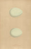 BRITISH BIRD EGGS. Heron. Purple Heron. MORRIS 1896 old antique print picture