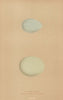 BRITISH BIRD EGGS. Little Egert. Great White Heron. MORRIS 1896 old print