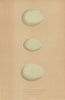 BRITISH BIRD EGGS. Buff-Backed Heron. Squacco Heron. Night Heron. MORRIS 1896