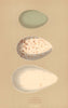 BRITISH BIRD EGGS. Ibis. Spoonbill. Flamingo. MORRIS 1896 old antique print