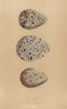 BRITISH BIRD EGGS. Whimbrel. Curlew. Esquimaux Curlew. MORRIS 1896 old print