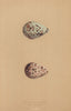BRITISH BIRD EGGS. Spotted Redshank. Redshank. MORRIS 1896 old antique print