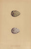 BRITISH BIRD EGGS. Green Sandpiper. Wood Sandpiper. MORRIS 1896 old print