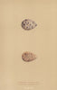 BRITISH BIRD EGGS. Common Sandpiper. Spotted Sandpiper. MORRIS 1896 old print