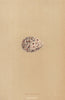 BRITISH BIRD EGGS. Greenshank. MORRIS 1896 old antique vintage print picture