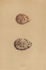 BRITISH BIRD EGGS. Stilt. Avocet. MORRIS 1896 old antique print picture