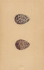BRITISH BIRD EGGS. Ruff. MORRIS 1896 old antique vintage print picture