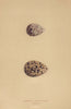 BRITISH BIRD EGGS. Curlew Sandpiper. Knot. MORRIS 1896 old antique print