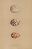 BRITISH BIRD EGGS. Yellow-Shanks. Bartram's/Buff-Breasted Sandpiper. MORRIS 1896