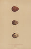 BRITISH BIRD EGGS. Broad-Billed Sandpiper. Stint.Peep. MORRIS 1896 old print