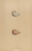 BRITISH BIRD EGGS. Dunlin. Purple Sandpiper. MORRIS 1896 old antique print