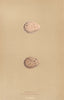 BRITISH BIRD EGGS. Land-rail. Spotted Crake. MORRIS 1896 old antique print