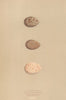 BRITISH BIRD EGGS. Little Crake. Baillon's Crake. Water-rail. MORRIS 1896