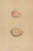 BRITISH BIRD EGGS. Moor-hen. Coot. MORRIS 1896 old antique print picture
