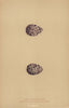 BRITISH BIRD EGGS. Grey Phalarope. Red-necked Phalarope. MORRIS 1896 old print