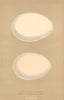 BRITISH BIRD EGGS. Pink-footed Goose. White-fronted Goose. MORRIS 1896 print