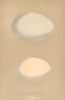 BRITISH BIRD EGGS. Snow Goose. Red-Breasted Goose. MORRIS 1896 old print