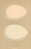 BRITISH BIRD EGGS. Bewick's Swan. Mute Swan. MORRIS 1896 old antique print