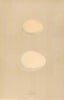 BRITISH BIRD EGGS. Teal. Wigeon. MORRIS 1896 old antique vintage print picture