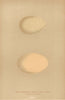 BRITISH BIRD EGGS. Red-Crested Whistling Duck. Surf Scoter. MORRIS 1896 print