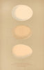 BRITISH BIRD EGGS. Hooded & Red-breasted Merganser. Goosander. MORRIS 1896
