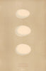 BRITISH BIRD EGGS. Dabchick. Dusky Grebe. Eared Grebe. MORRIS 1896 old print