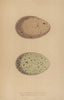 BRITISH BIRD EGGS. Black-Throated Diver. Red-Throated Diver. MORRIS 1896 print