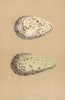 BRITISH BIRD EGGS. Guillemot (2). MORRIS 1896 old antique print picture