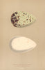 BRITISH BIRD EGGS. Brunnich's Guillemot. Ringed Guillemot. MORRIS 1896 print