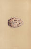BRITISH BIRD EGGS. Razor-bill. MORRIS 1896 old antique vintage print picture