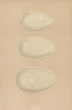 BRITISH BIRD EGGS. Green Cormorant. Cormorant. Gannet. MORRIS 1896 old print